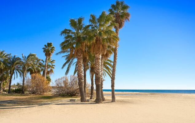 El Dorada Playa - Photo 58